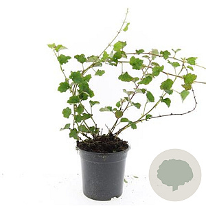 Rubus 'Betty Ashburner' GM C1.3