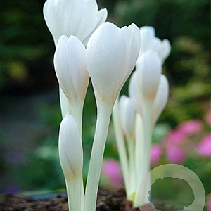 Colchicum autumnale 'Album' 13 CM verpakt per 10