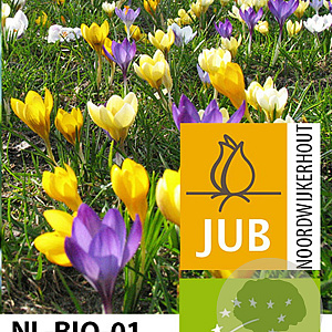Crocus 'Species' Mix 5 cm verpakt per 100