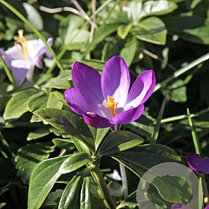 Crocus tommasinianus 'Ruby Giant' 5 cm verpakt per 100