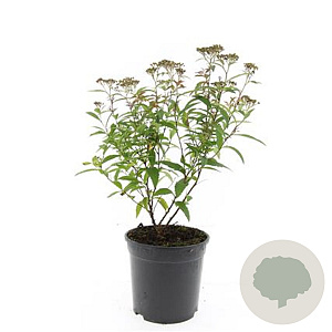 Spiraea jap. 'Anthony Waterer' GM C1.3
