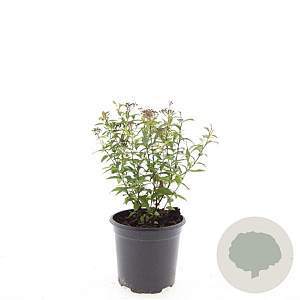 Spiraea jap. 'Anthony Waterer' GM C1.3