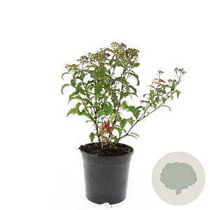 Spiraea jap. 'Crispa' GM C1.3