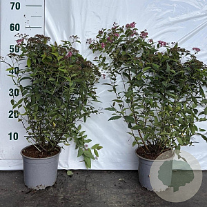 Spiraea jap. 'Froebelii' 40-60 cm 2,0L