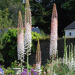 Eremurus robustus GM verpakt per 100