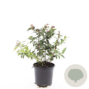 Spiraea jap. 'Froebelii' GM C1.3