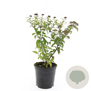 Spiraea jap. 'Froebelii' GM C1.3