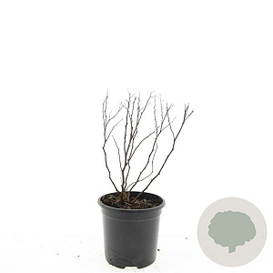 Spiraea jap. 'Froebelii' GM C1.3
