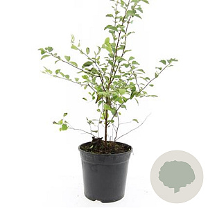 Spiraea vanhouttei GM C1.3