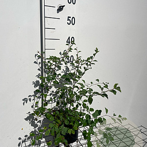 Spiraea vanhouttei GM C1.3