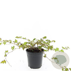 Stephanandra incisa 'Crispa' GM C1.3