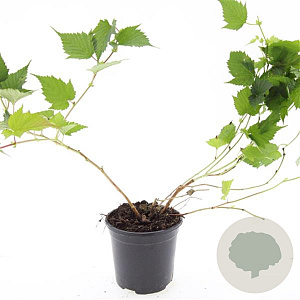 Stephanandra tanakae GM C1.3