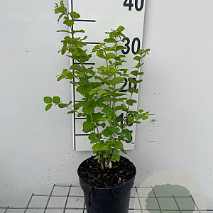 Symphoricarpos d. 'Magic Berry' GM C1.3