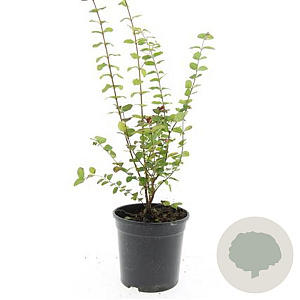 Symphoricarpos d. 'Magic Berry' GM C1.3