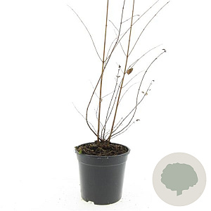 Symphoricarpos d. 'Magic Berry' GM C1.3