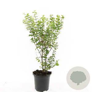 Symphoricarpos d. 'Magic Berry' GM C1.3