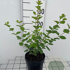 Symphoricarpos d. 'Mother of Pearl' GM C1.3