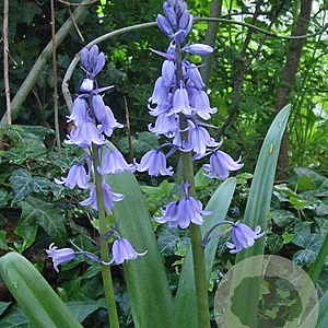 Hyacinthoides hispanica 8-10 cm verpakt per 100