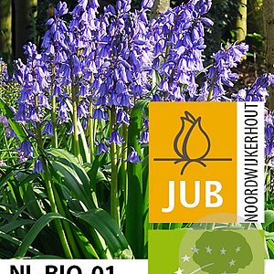 Hyacinthoides hispanica 'Excelsior' 10 cm verpakt per 100