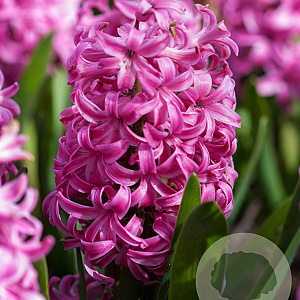Hyacinthus 'Pink Pearl' verpakt per 50