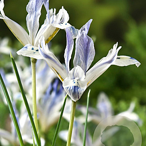 Iris reticulata 'Painted Lady' verpakt per 100