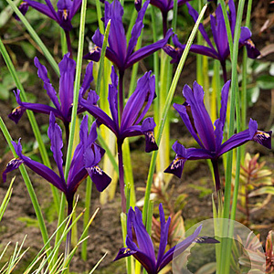 Iris reticulata 'Pauline' verpakt per 100