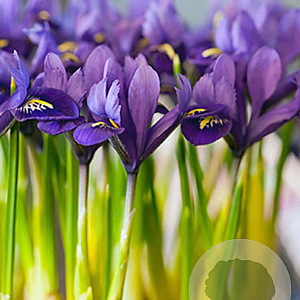 Iris reticulata 'Pixie' verpakt per 100