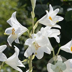 Lilium candidum 18-20 cm verpakt per 2