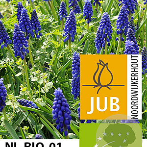 Muscari armeniacum 8-9 cm verpakt per 100
