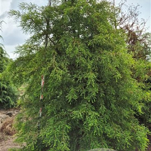 Taxodium distichum 300-325 cm draadkluit extra