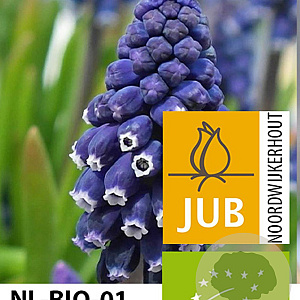 Muscari 'Joyce Spirit' verpakt per 100