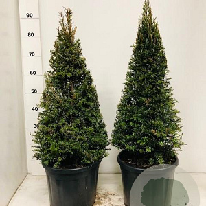 Taxus baccata 60-70 cm 10L kegel