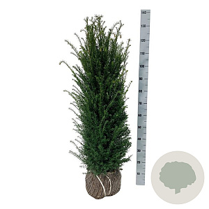 Taxus baccata 100-120 cm met kluit
