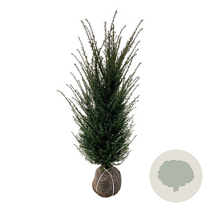 Taxus baccata 120-140 cm met kluit