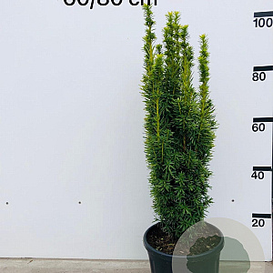 Taxus b. 'David' 60-80 cm 10L