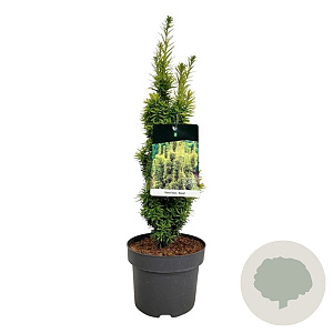Taxus b. 'David' 80-100 cm 12L