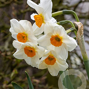 Narcissus 'Geranium' 12-14 cm verpakt per 10