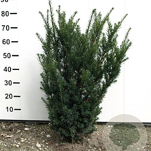 Taxus media 'Hicksii' 60-80 cm met kluit