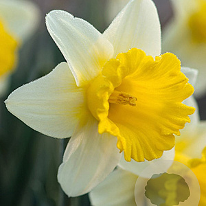 Narcissus 'Goblet' 12-14 cm verpakt per 10