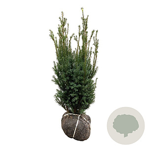 Taxus media 'Hicksii' 80-100 cm met kluit