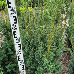 Taxus media 'Hicksii' 80-100 cm met kluit