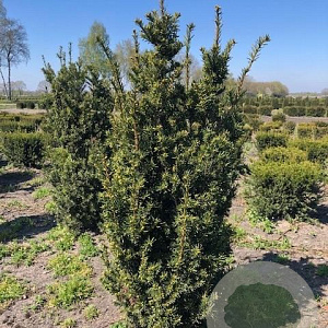 Taxus media 'Hicksii' 120-140 cm met kluit