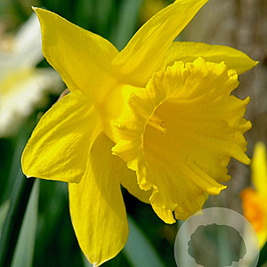 Narcissus 'Golden Harvest' 12-14 cm verpakt per 10