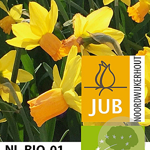 Narcissus 'Jetfire' 12-14 cm verpakt per 10