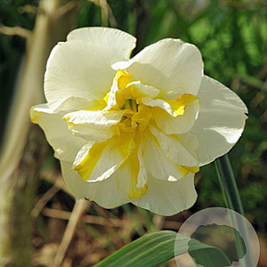 Narcissus 'Lemon Beauty' 12-14 cm verpakt per 10