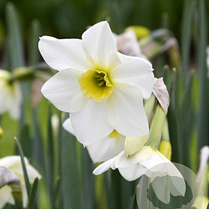 Narcissus 'Lieke' 12-14 cm verpakt per 10
