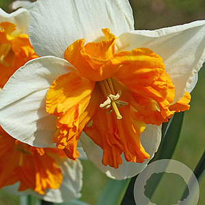 Narcissus 'Orangery' 12-14 cm verpakt per 10