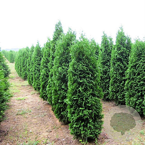 Thuja occ. 'Pyramidalis Compacta' 125-150 cm met kluit