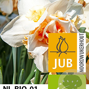 Narcissus Replete 12-14 cm verpakt per 10