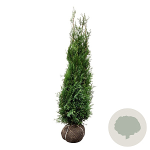 Thuja pl. 'Atrovirens' 160-180 cm met kluit